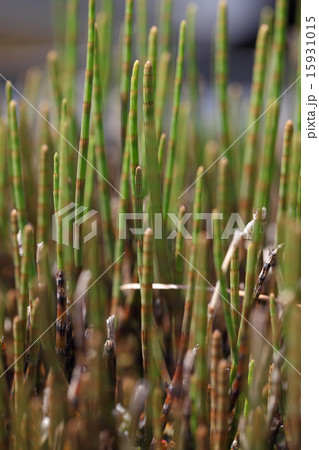 ミズドクサ ミズドクサ 15931015