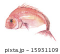鯛　タイ 15931109