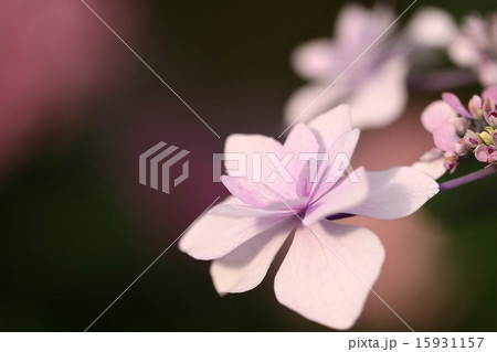 紫陽花 15931157