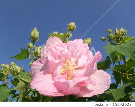 酔芙蓉 酔芙蓉 15942028