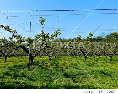 梨園 梨園 15942067
