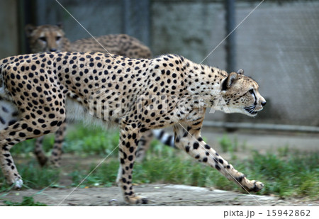 チーター 15942862