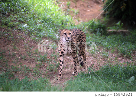 チーター チーター 15942921