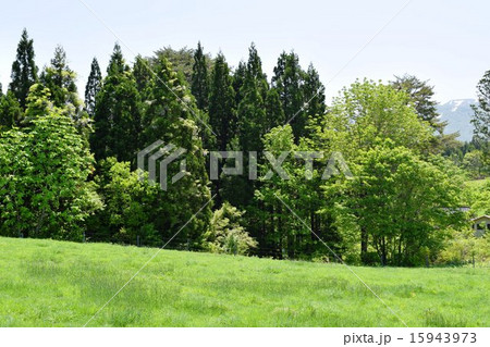 5月の月山高原牧場の風景 5月の月山高原牧場の風景 15943973