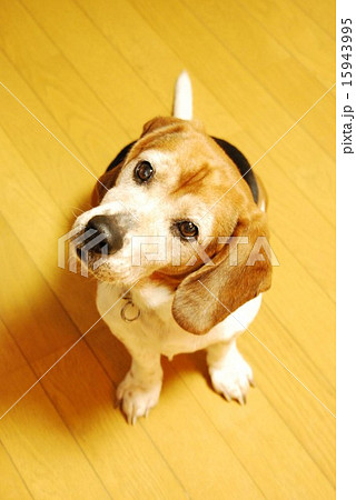 ビーグル 15943995