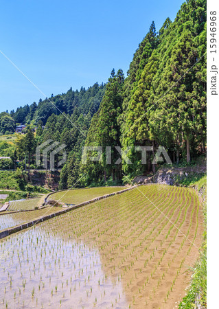 四谷の千枚田 15946968