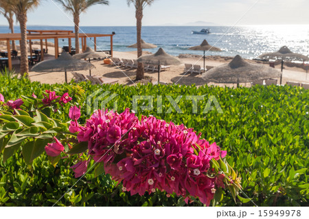 Beach at the luxury hotel, Sharm el Sheikh, Egypt 15949978
