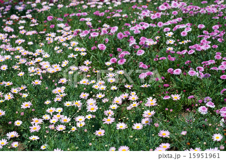 Wild Flower II_023 Wild Flower II_023 15951961