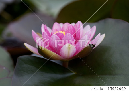 Wild Flower II_129 Wild Flower II_129 15952069