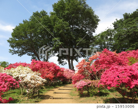 ツツジが咲く春の笠間つつじ公園（第1ゲート上） 15953006