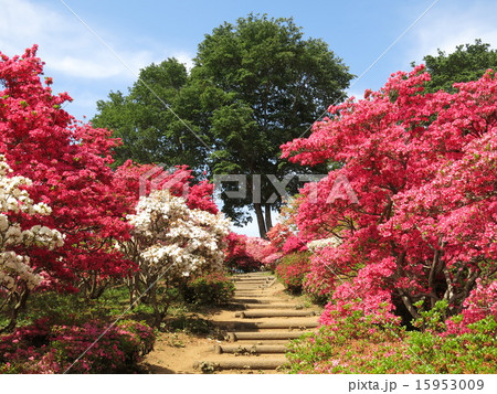 ツツジが咲く春の笠間つつじ公園（第1ゲート上） 15953009