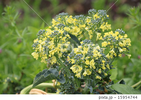 ブロッコリーの花の写真素材