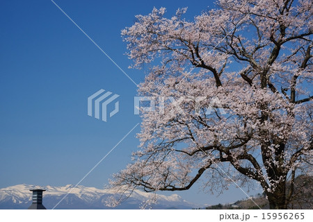 万燈桜と安達太良山 15956265