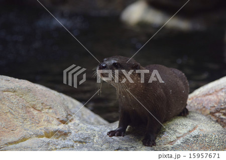カワウソ　コピースペース　動物　環境 15957671