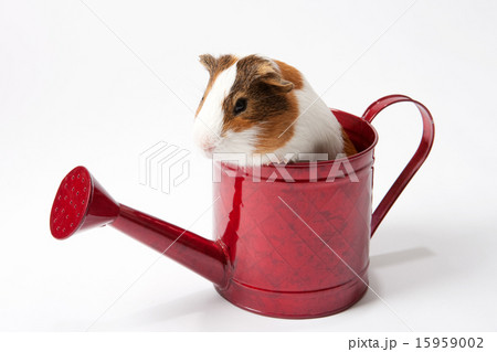 Pet_065 15959002