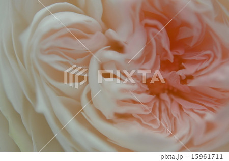 ピンクから白のグラデーションの花の写真素材