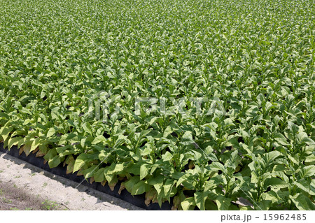 タバコ畑 15962485