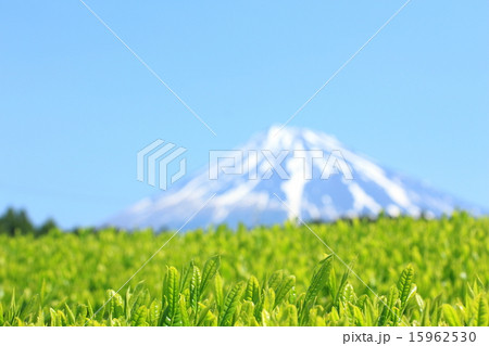 静岡茶 15962530