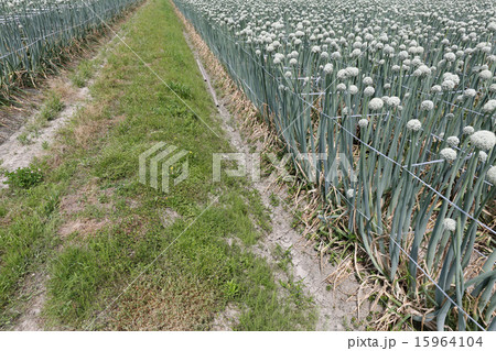 ネギ畑 15964104