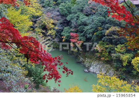 愛知川の紅葉 15965854