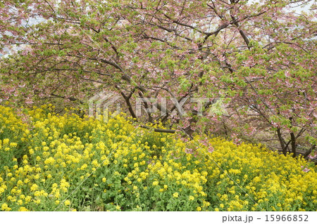 神奈川県 大井町 西平田公園の春の写真素材