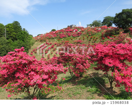 ツツジが咲く春の笠間つつじ公園 15968038