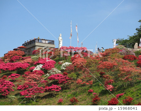 ツツジが咲く春の笠間つつじ公園 15968041