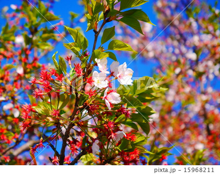 桜 15968211