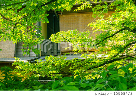京都　祇園白川の初夏 15968472