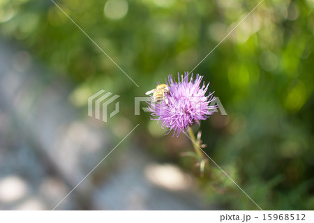 ノアザミの花 ノアザミの花 15968512