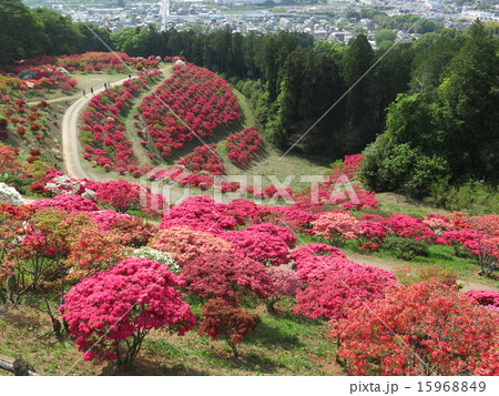 ツツジが咲く春の笠間つつじ公園（展望台からの眺め） 15968849
