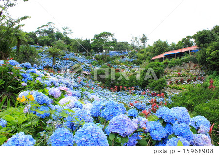 沖縄　よへなあじさい園 15968908