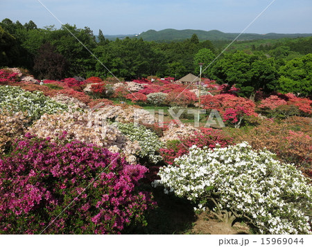 ツツジが咲く春の笠間つつじ公園 15969044