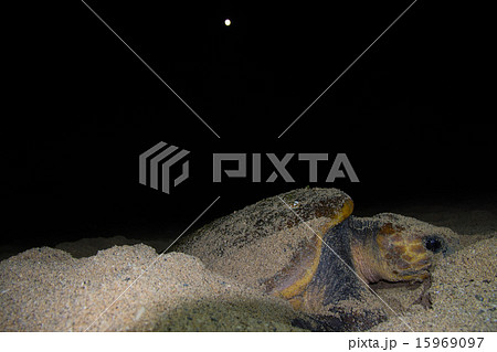 ウミガメの産卵 15969097