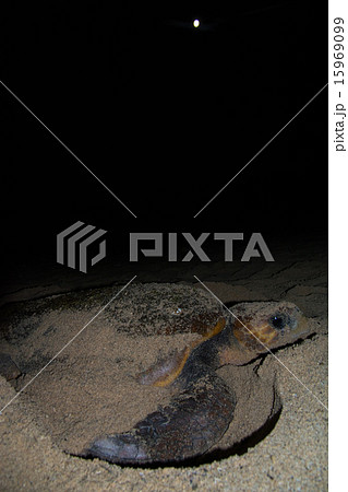 ウミガメの産卵 15969099
