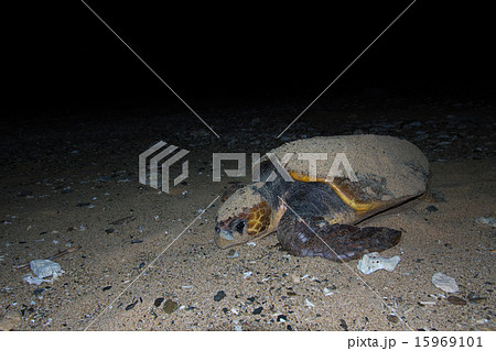 ウミガメの産卵 15969101