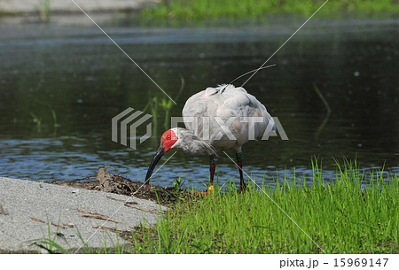 トキ トキ 15969147