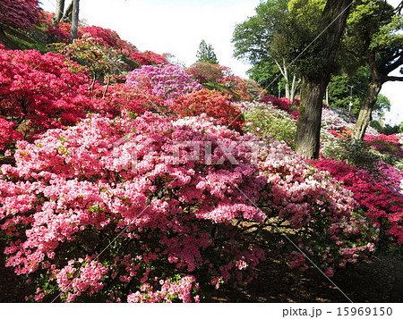 ツツジが咲く春の笠間つつじ公園（第2ゲート上） 15969150