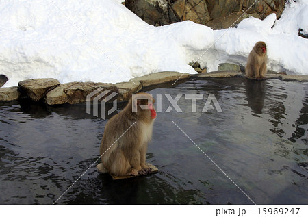 猿と雪景色背景 猿と雪景色背景 15969247