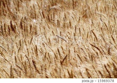 風の麦畑 15969378