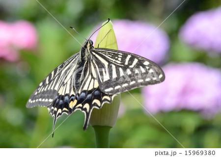 ナミアゲハ 15969380