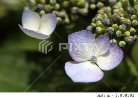 紫陽花 15969392