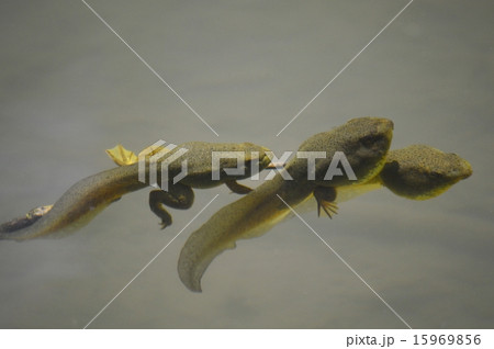 おたまじゃくし 15969856