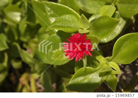 ハナツルソウ 15969857