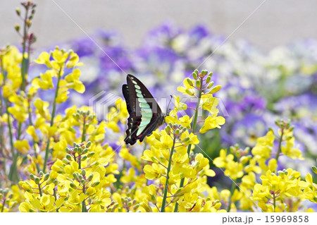 菜の花と蝶 15969858