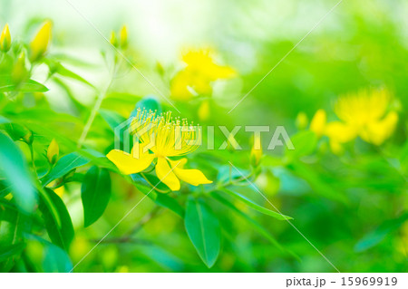 美容柳 美容柳 15969919