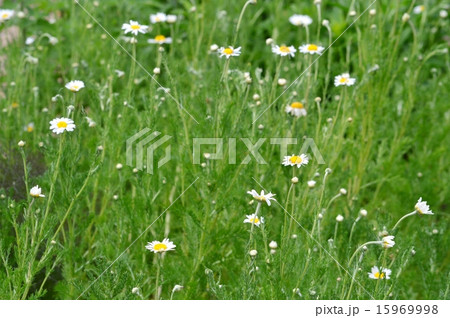 ローマンカモミール 15969998