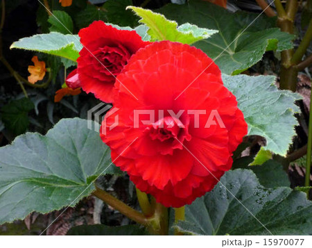 赤い花 赤い花 15970077