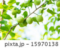 杏の実 15970138
