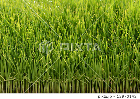 苗床 苗床 15970145